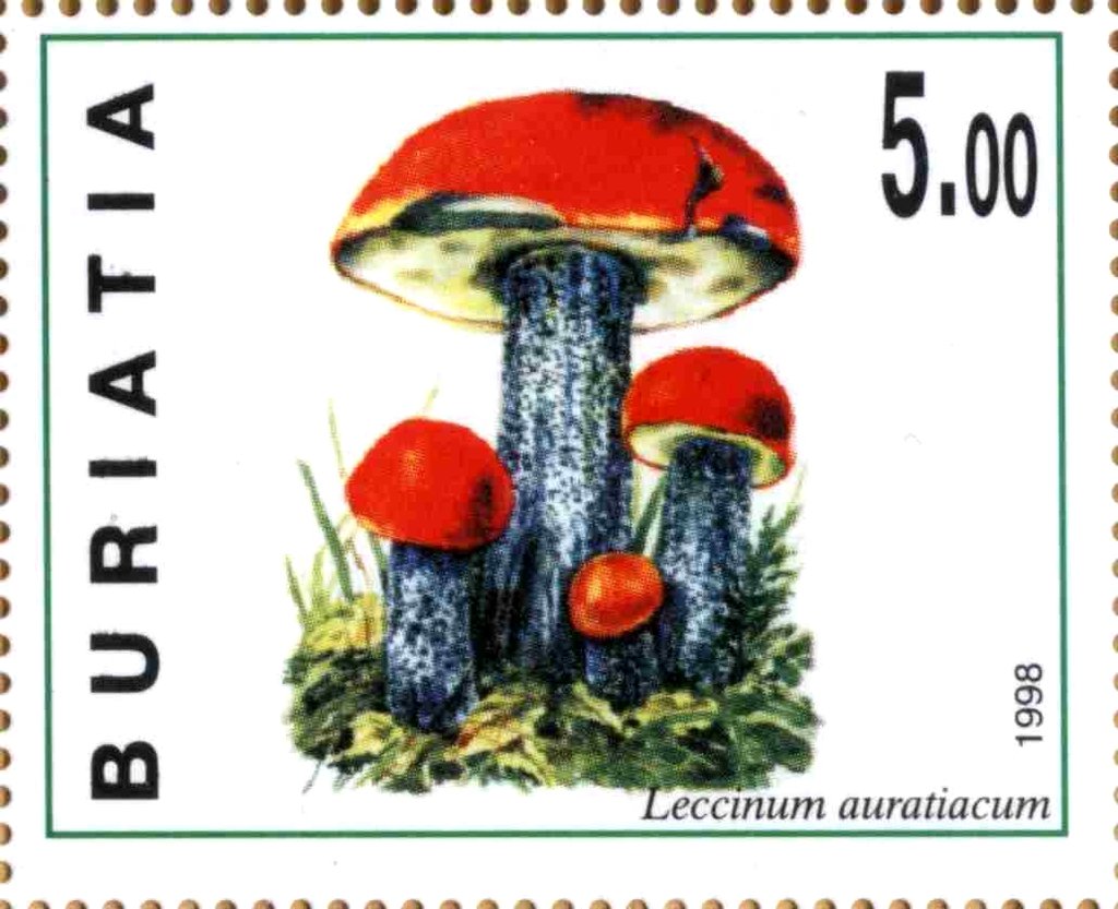 Leccinum Auratiacum