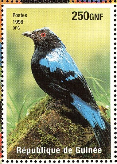 Asian Fairy-bluebird    Irena puella