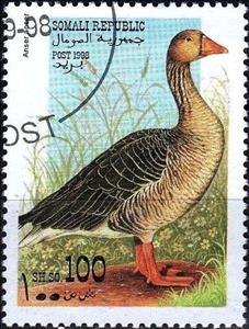 Stamp, Anser anser, Cinderellas,  , Birds