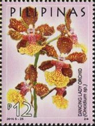 Dancing Lady Orchid (Oncidium sp.)