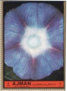 Anemone coronaria