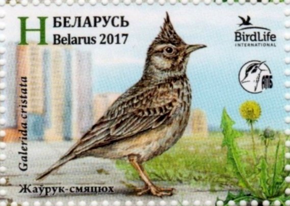 Crested lark (Galerida cristata)