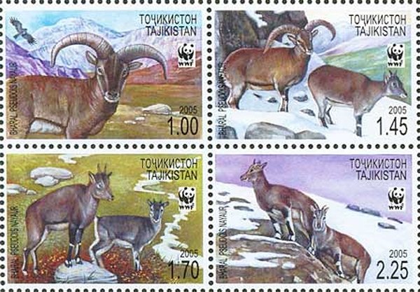 Bharal (Pseudois Nayaur)