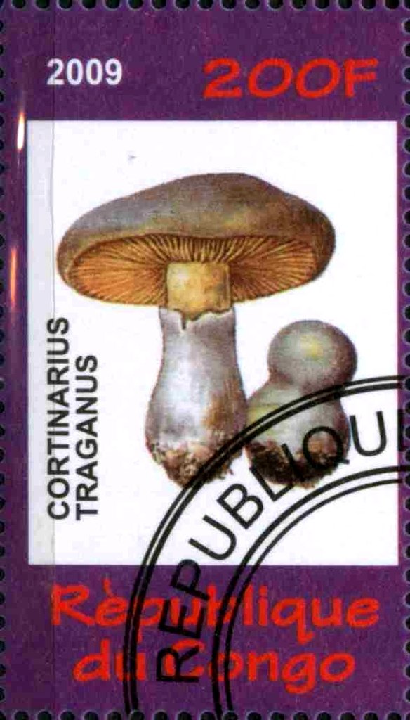 Cortinarius Traganus