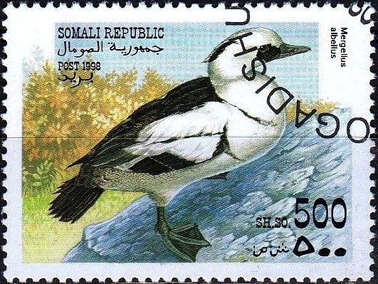 Mergellus albellus