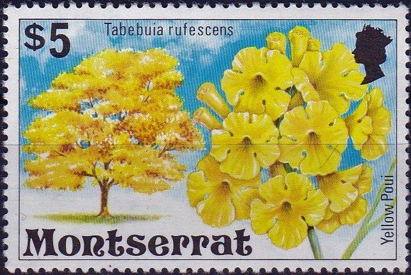 Tabebuia rufescens