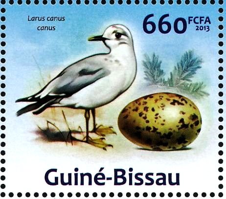 Mew Gull (Larus canus)