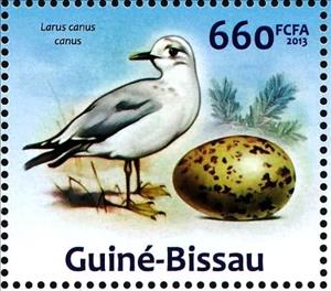 Stamp, Mew Gull (Larus canus), Guinea-Bissau,  , Animals (Fauna), Birds, Eggs, Gulls