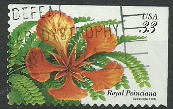 Tropical Flowers: Royal Poinciana