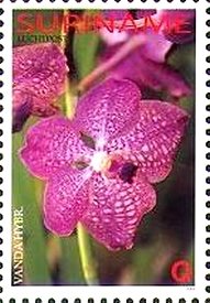 Vanda hybrid4