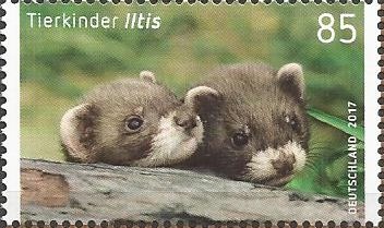 European Polecat (Mustela putorius)