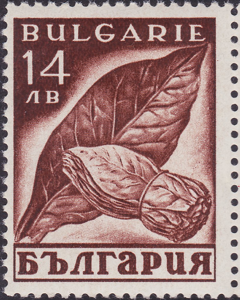 Tobacco (Nicotiana tabacum)