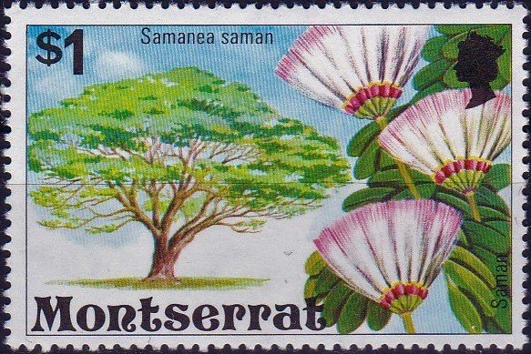 Samanea saman