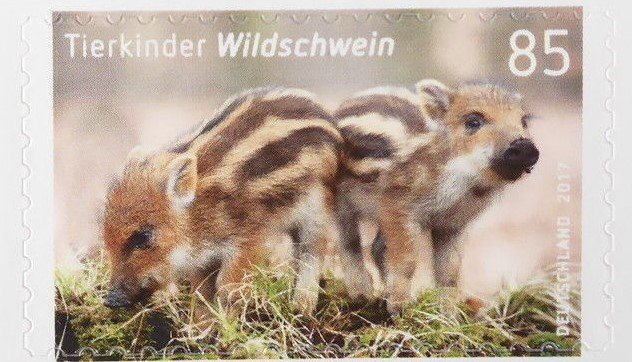 Wild boar (Sus scrofa)