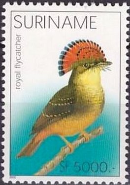 Onychorhynchus coronatus