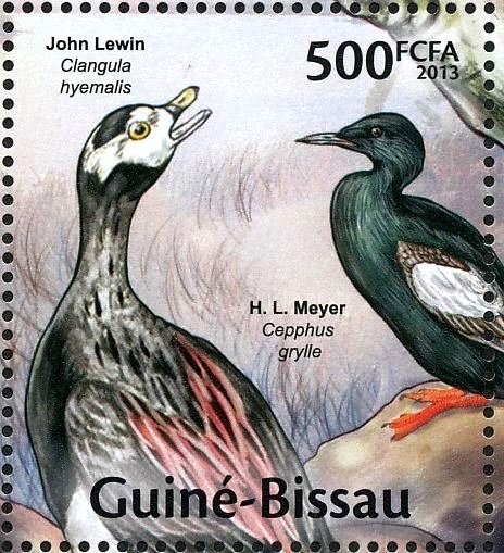 Long-tailed Duck (Clangula hyemalis, Black Guillemot (Cepphu