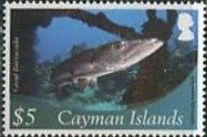 Great Barracuda (Sphyraena barracuda) 