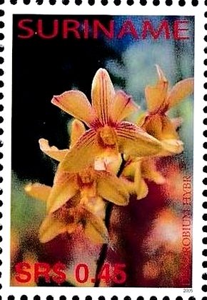 Dendrobium hybrid