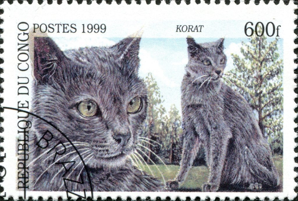 Korat (Felis silvestris catus)