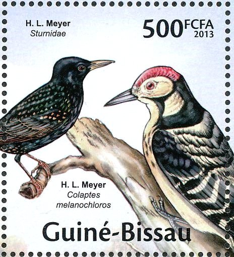 Common Starling (Sturnus vulgaris), Lesser Spotted Woodpecke
