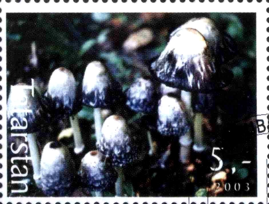 Mushrooms