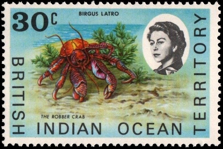 Robber Crab