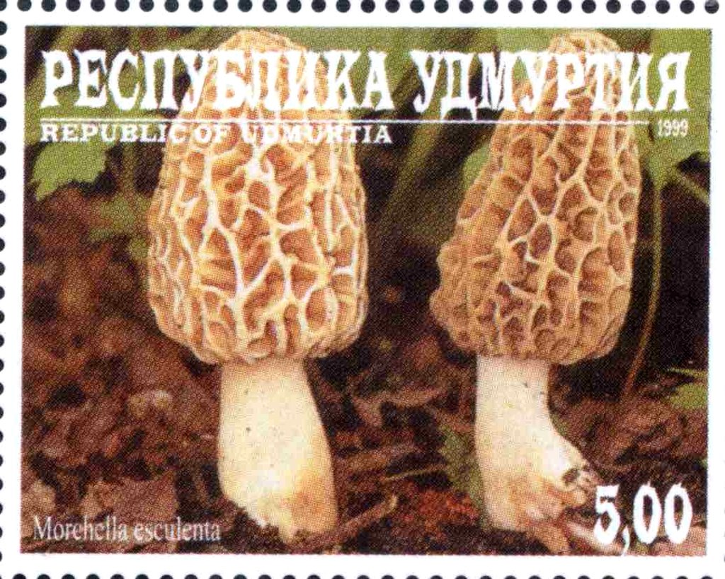 Morchella esculenta