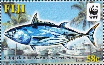 Skipjack (Katsuwonus pelamis)