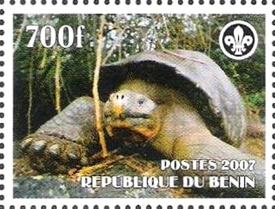 Turtle
