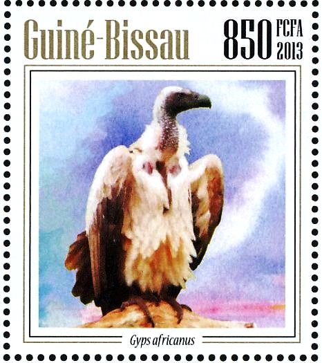 White-backed Vulture (Gyps africanus)