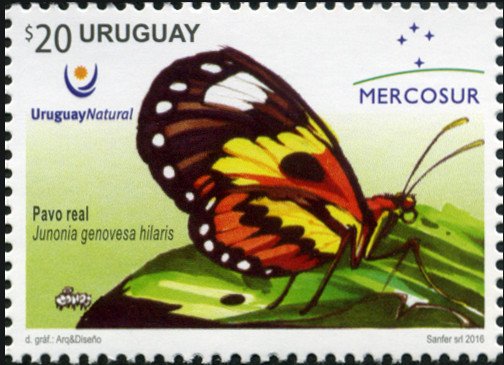 Pavo real (Junonia genovesa hilaris)