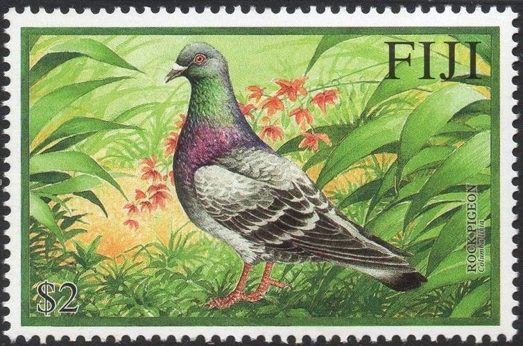 Rock Pigeon (Columba livia)