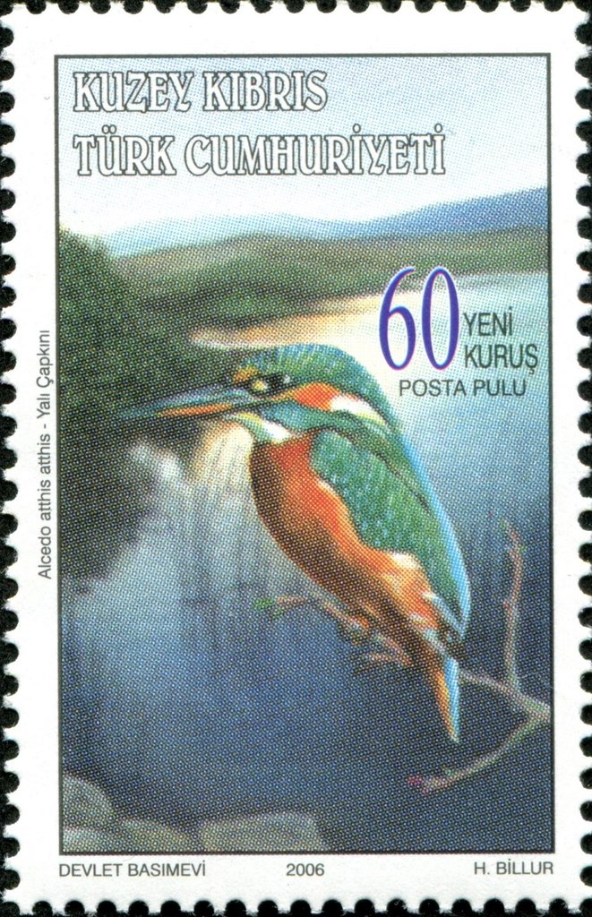 Kingfisher (Alcedo atthis atthis)