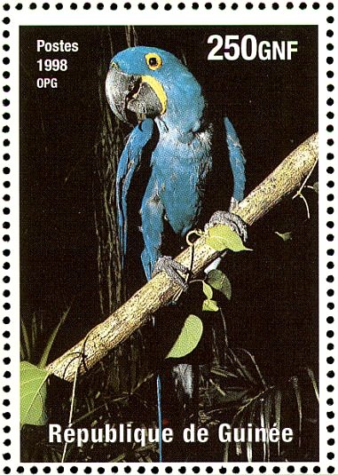 Hyacinth Macaw    Anodorhynchus hyacinthinus