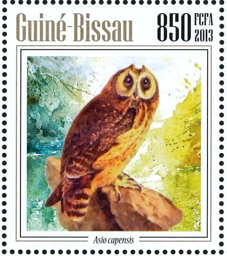 Marsh Owl (Asio capensis)