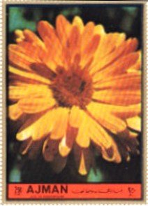 Calendula officinalis