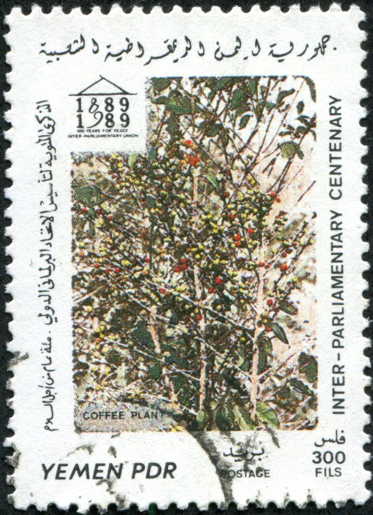 Coffee plant