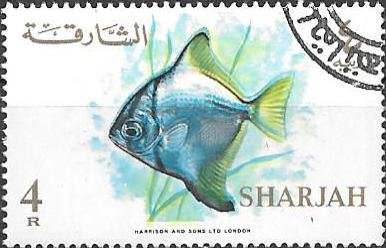 Silver Moony (Monodactylus argenteus)