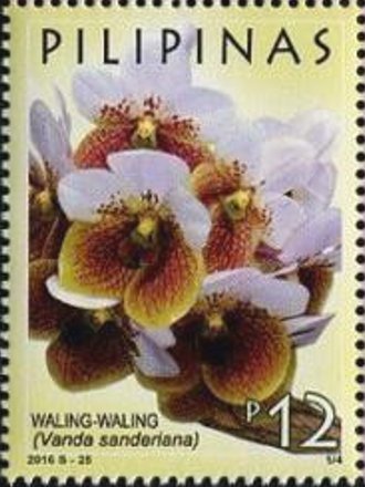 Waling Waling (Vanda sanderiana)