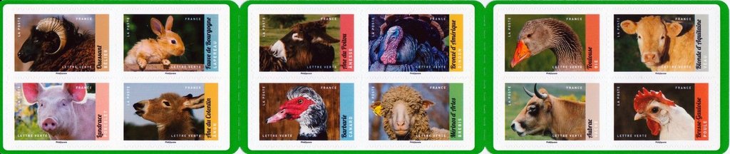 Domestic and breeder animals