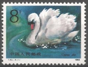 Cygnus olor