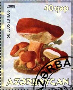 Stamp, Suillus Luteus, Cinderellas,  , Mushrooms