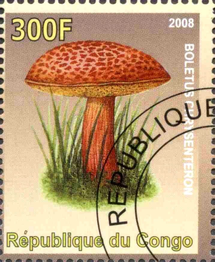 Boletus Chrysenteron