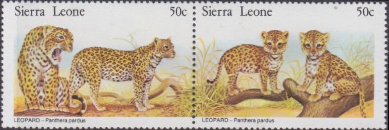 Leopards.