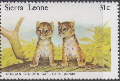 African golden cats.