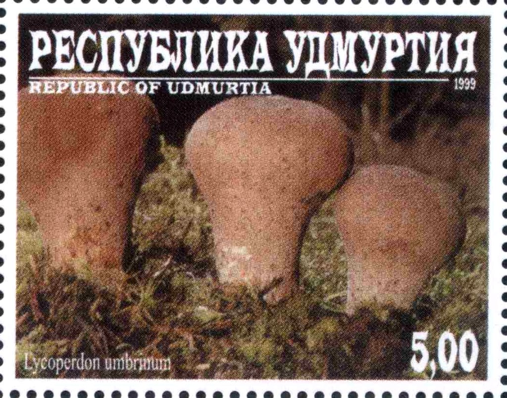 Lycorpedon umbrinum