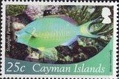 Stoplight Parrotfish (Sparisoma viride)