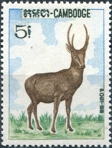 Indian Hog Deer (Axis porcinus) 