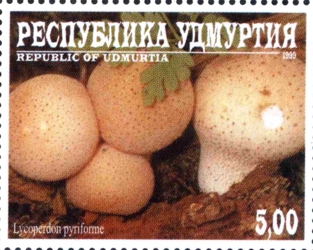 Lycoperdon pyriforme
