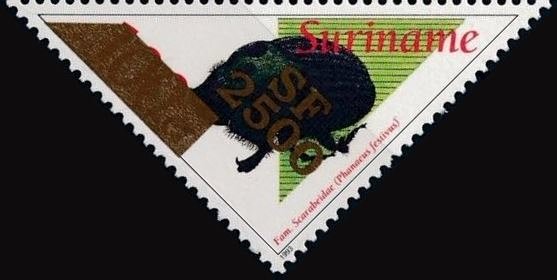 Phanaeus festivus (Overprinted)